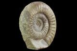 Stephanoceras Ammonite - Dorset, England #93910-3